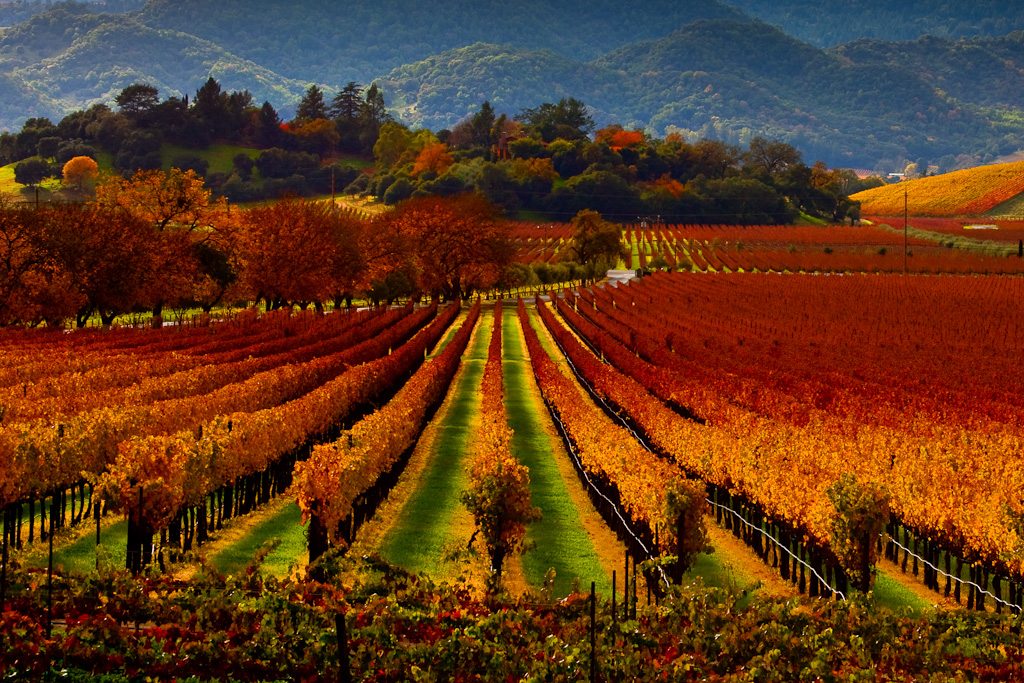 The Best Time to Visit Napa Valley 5 3 Reasons to attend the Napa valley Film Festival in 2019