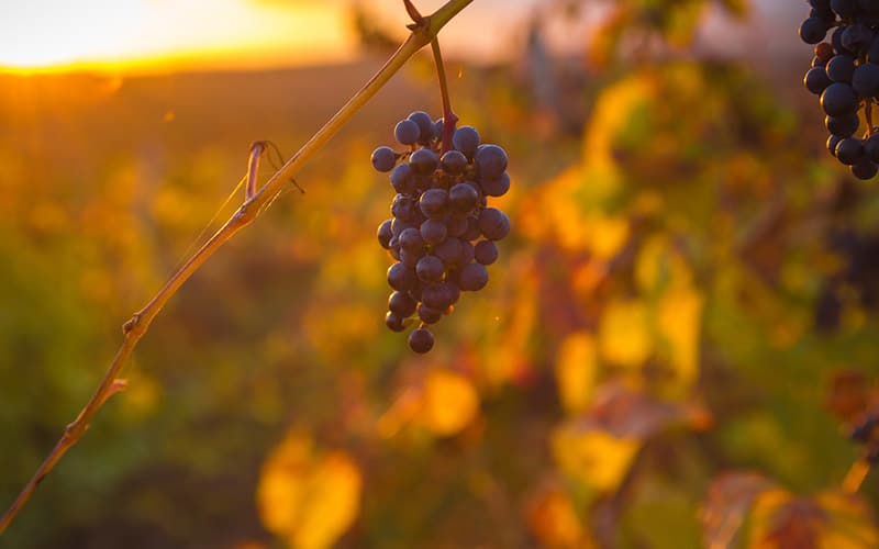 The Best Time to Visit Napa Valley 1 When is the Best time to visit Napa Valley