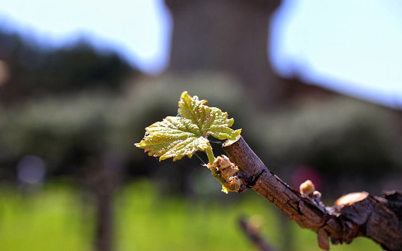 The Best Time to Visit Napa Valley 2 When is the Best time to visit Napa Valley