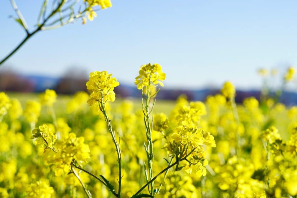 The Best Time to Visit Napa Valley 6 The Best Time to Visit Napa Valley